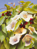 Convolvulus and Blackberries Giclee Print by Mary Dipnall