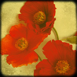 Fresh Poppies II Giclee Print by Rossana Novella
