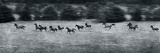 Stampede Giclee Print by Pete Kelly