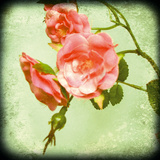 Botanical Delight I Giclee Print by Rossana Novella