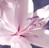 Lilac Flower II Giclee Print by Lucy Meadows