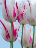 Tulip Dream II Giclee Print by Ella Lancaster