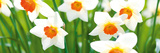 Spring Breeze Giclee Print by Joseph Eta