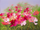 In The Pink Giclee Print by Mary Dipnall