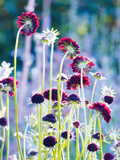 Scabious Haze II Giclee Print by Ella Lancaster