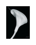 Arum Lily II Giclee Print by Bruce Rae