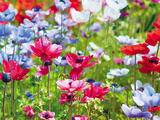 Summer Blush Giclee Print by Ella Lancaster