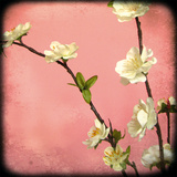 Pink Blossom I Giclee Print by Rossana Novella
