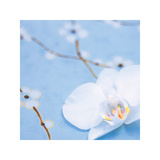 Japura I Giclee Print by Bill Philip