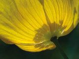 Lemon Tulip Giclee Print by Ella Lancaster