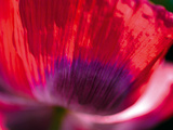 Radiant Poppy III Giclee Print by Ella Lancaster