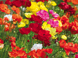 Summer Colour II Giclee Print by Ella Lancaster