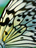 Butterfly Giclee Print by Ella Lancaster