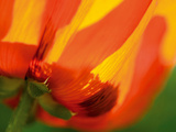 Radiant Yellow Poppy Giclee Print by Ella Lancaster