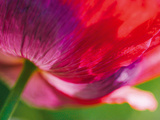Radiant Poppy II Giclee Print by Ella Lancaster