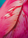 Radiant Pink Tulip I Giclee Print by Ella Lancaster