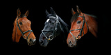 Dynasty Giclee Print by Lesley Wood