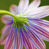 Fleur II Reproduction procédé giclée par Joseph Eta