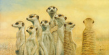 Meerkats Giclee Print by Henk Van Zanten