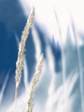 Blue Grass I Giclee Print by Malcolm Sanders