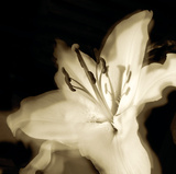 Lily Glow I Impressão giclée por Malcolm Sanders