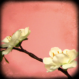Pink Blossom II Giclee Print by Rossana Novella