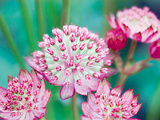 Astrantia Haze II Giclee Print by Ella Lancaster