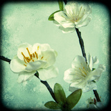 Apple Blossom II Giclee Print by Rossana Novella