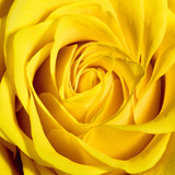 Yellow Rose Giclee Print by Joseph Eta
