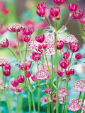 Astrantia Meadow Giclee Print by Ella Lancaster