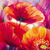 Amid Poppies I Giclee Print by Nick Vivian