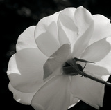 White Rose III Impressão giclée por Malcolm Sanders