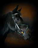 Dignity Giclee Print by Lesley Wood