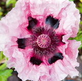 Poppy Flower II Reproduction procédé giclée par Joseph Eta