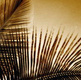 Light on Palms III Giclee Print by Malcolm Sanders