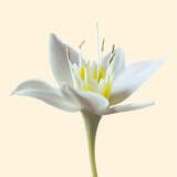 Bloom II Giclee Print by Max Carter