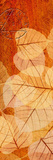 Falling Leaves I Giclee Print by Malcolm Sanders