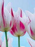 Tulip Dream I Giclee Print by Ella Lancaster