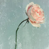 Romantic Pink Rose Prints by Tom Lambert