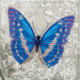 Blue Butterfly I Prints by Alan Hopfensperger