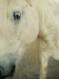 Portrait of a Horse Photographic Print by Mia Friedrich