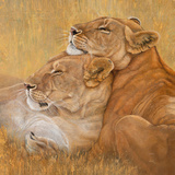 Tendresse Prints by Danielle Beck