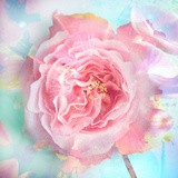 Malvacea Rose Photographic Print by Alaya Gadeh
