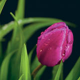 Wet Tulip Posters by Matthias Weber
