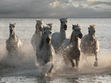 Horses Landing at the Beach Posters by Jorge Llovet