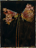 Floral Negative II Giclee Print by Douglas 