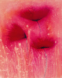 Poppy Blaze II Giclee Print by Emma Forrester