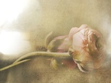 Ranunculus Intertwined Photographic Print by Mia Friedrich