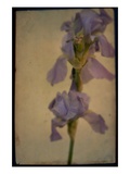 Purple Lilly Photographic Print by Mia Friedrich