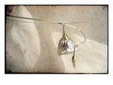 A White Flower and Bud Photographic Print by Mia Friedrich